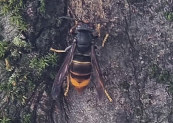 Vorsicht: Asiatische Hornisse im Zaberg&auml;u